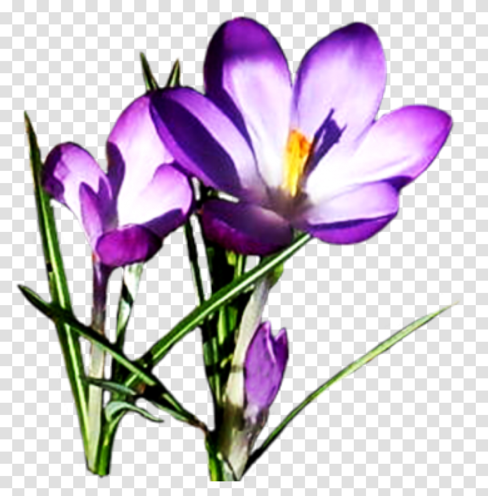 Clipart Spring Flowers Image Spring Flower Clipart Free, Plant, Blossom, Crocus, Potted Plant Transparent Png