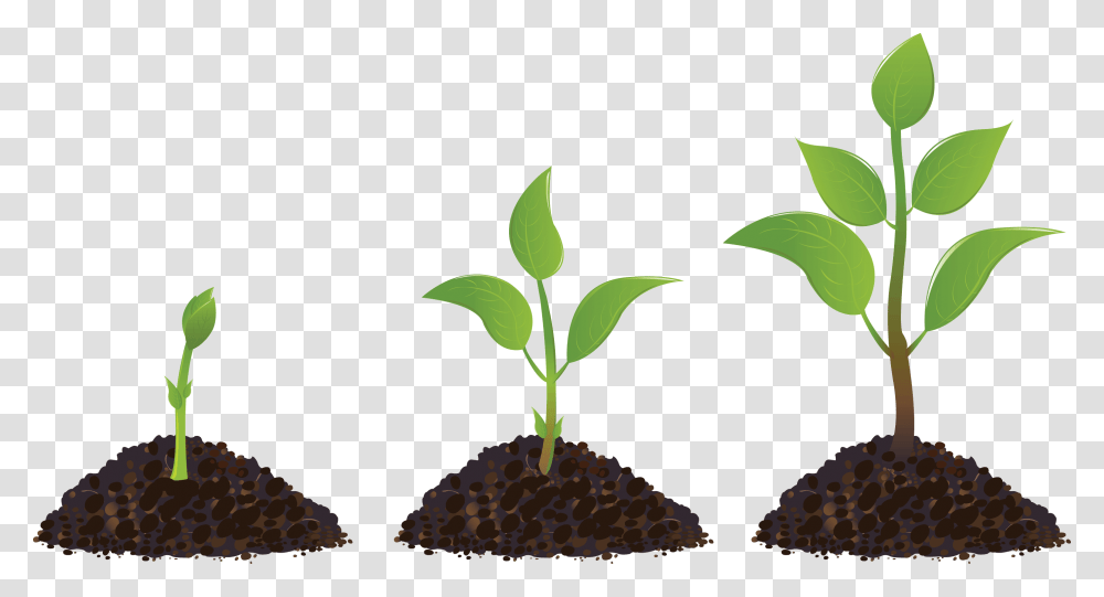 Clipart Sprout Drawing Seedling Clipart Plant Growth, Leaf, Soil Transparent Png