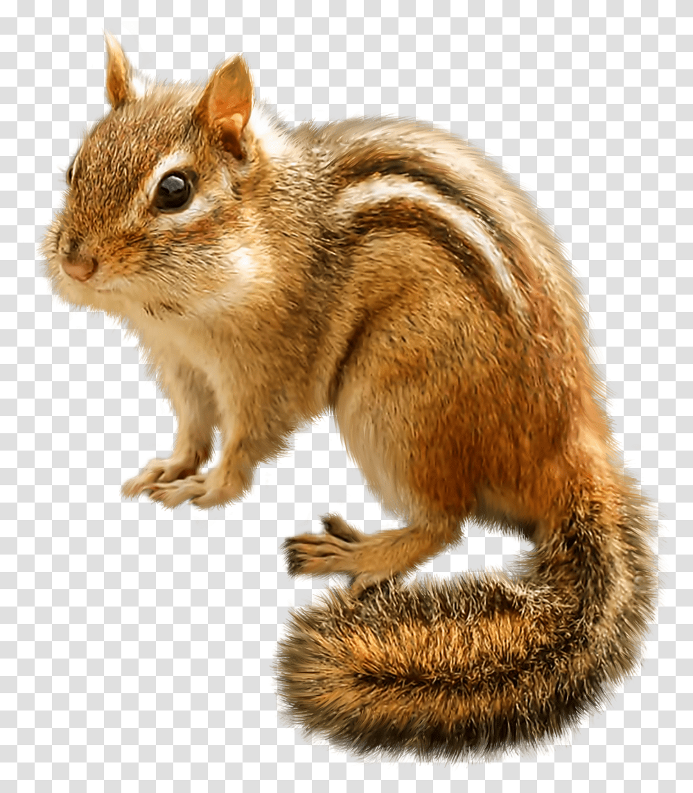 Clipart Squirrel Background Chipmunk Clipart Transparent Png