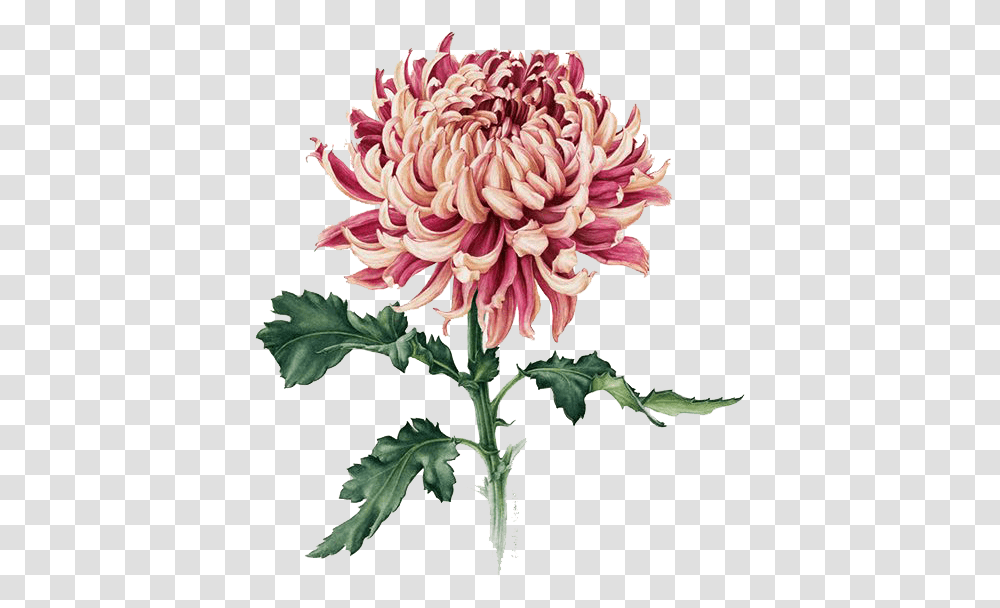Clipart Stock Japan Painting Drawing Watercolor Flowers Chrysanthemum Flower With Stem, Dahlia, Plant, Blossom, Acanthaceae Transparent Png