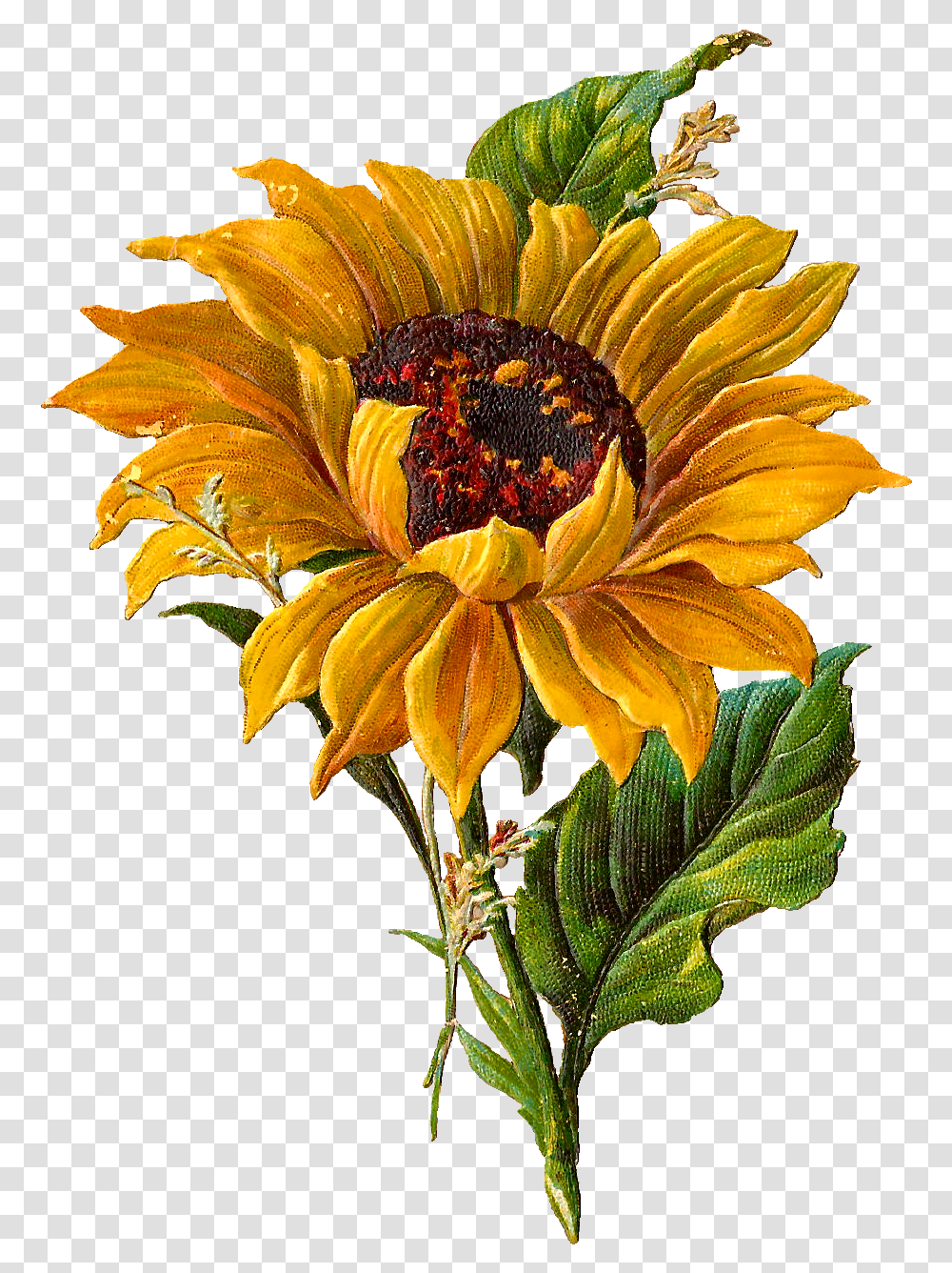 Clipart Sun Vintage Clipart Sun Vintage Van Gogh Sunflowers, Plant, Blossom, Daisy, Daisies Transparent Png