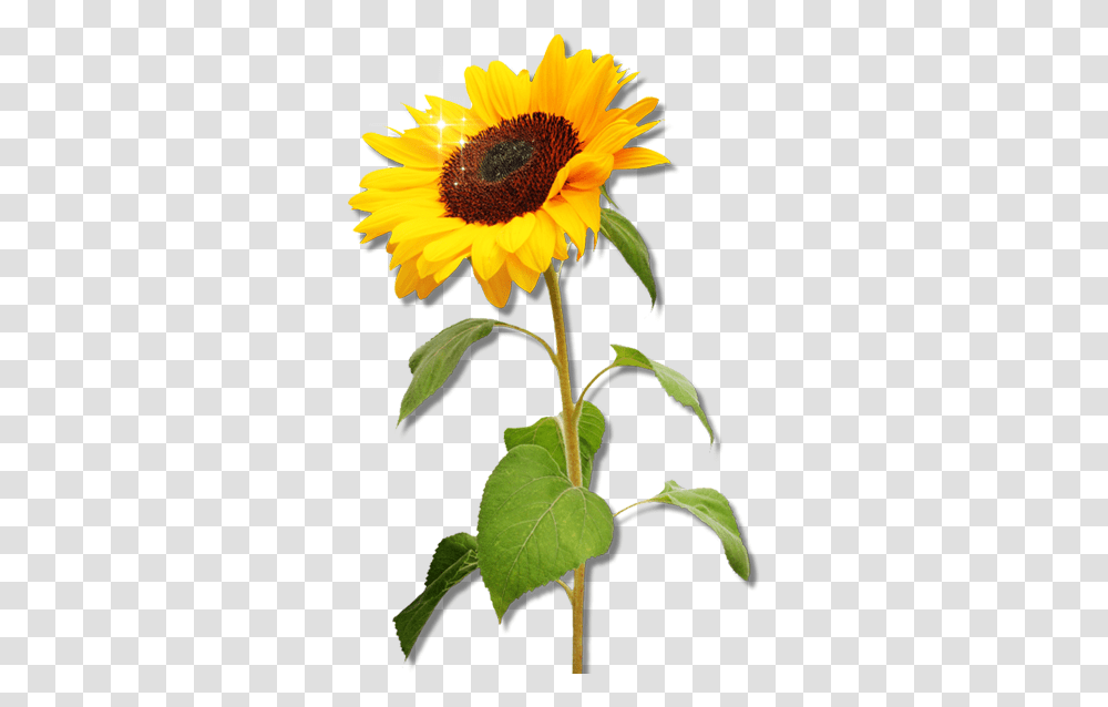 Clipart Sunflower Download Clipart Sunflower, Plant, Blossom Transparent Png