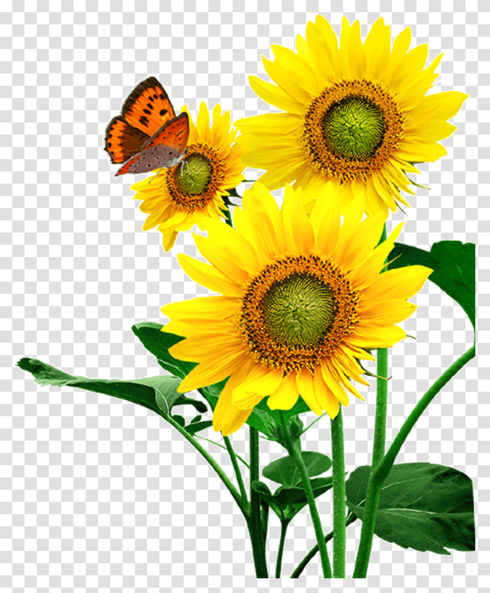 Clipart Sunflower Flowers, Plant, Blossom, Flower Arrangement Transparent Png