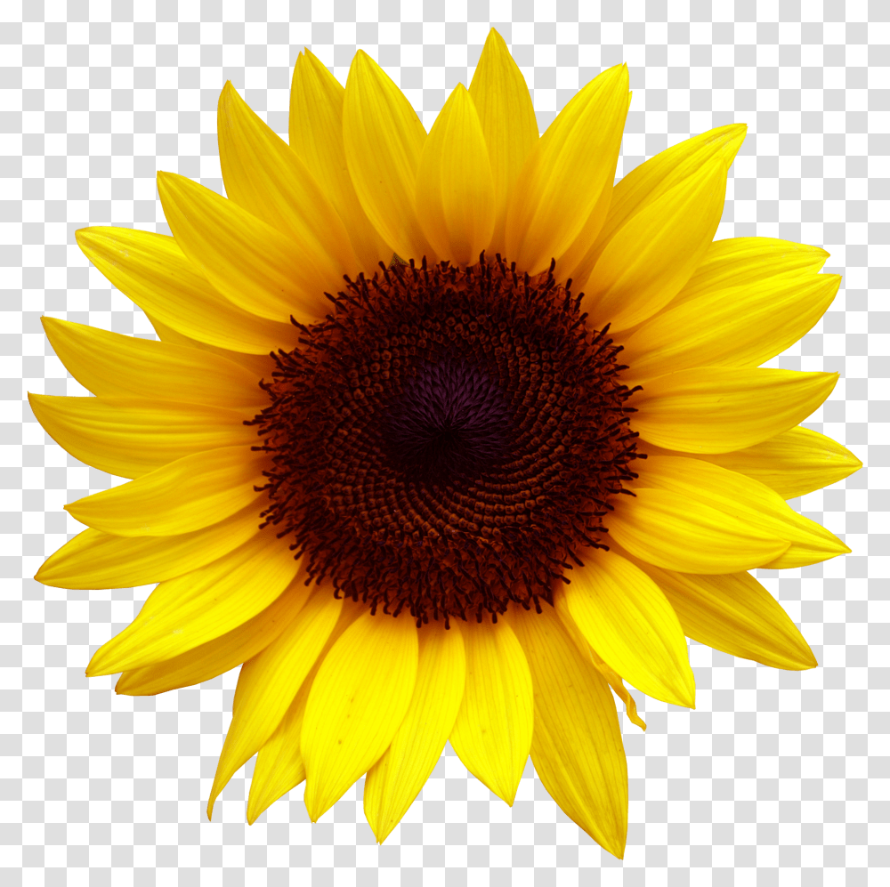 Clipart Sunflower Sunflower, Plant, Blossom, Daisy, Daisies Transparent Png