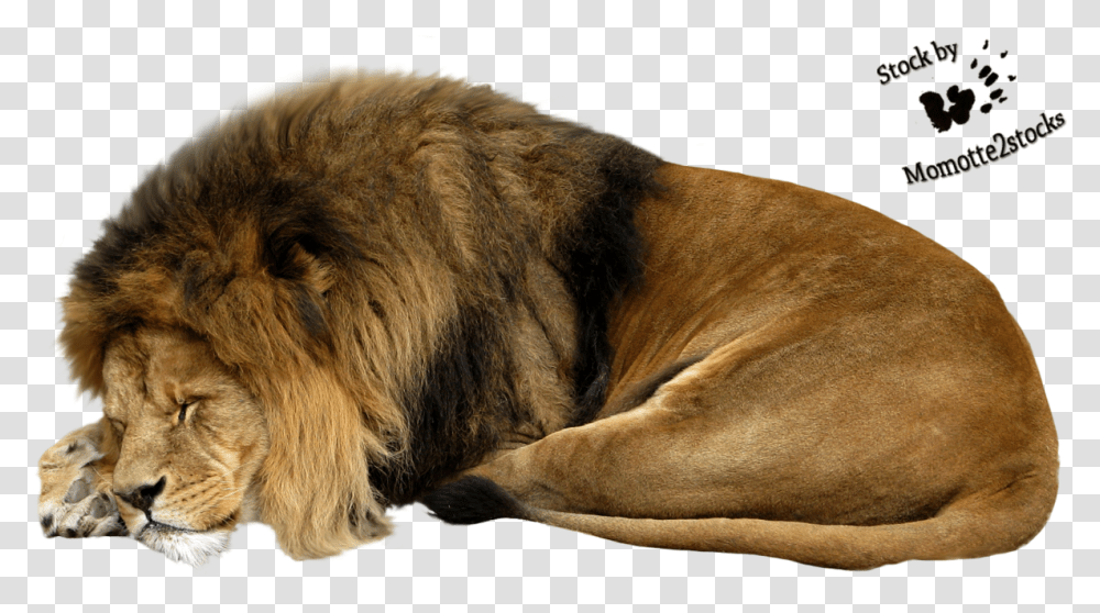 Clipart Swimming Lion Sleeping Lion Clipart Free, Wildlife, Mammal, Animal, Dog Transparent Png