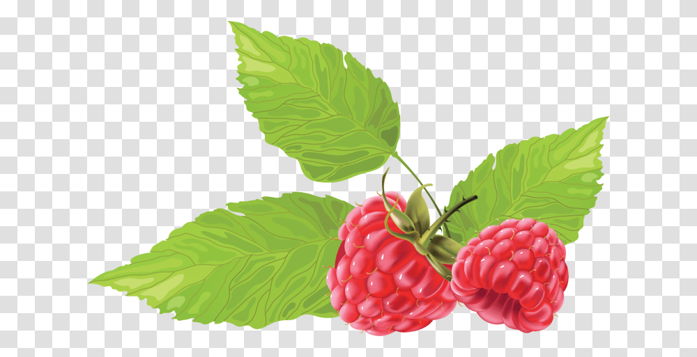 Clipart T, Plant, Raspberry, Fruit, Food Transparent Png