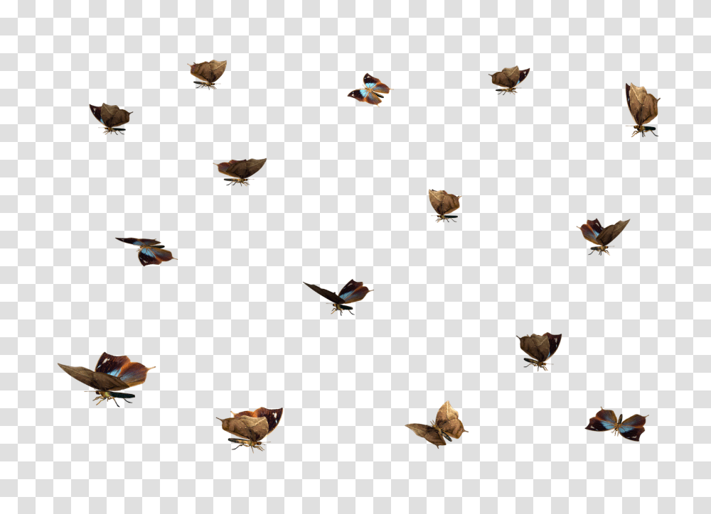 Clipart Till Photoshop, Flying, Bird, Animal, Airplane Transparent Png