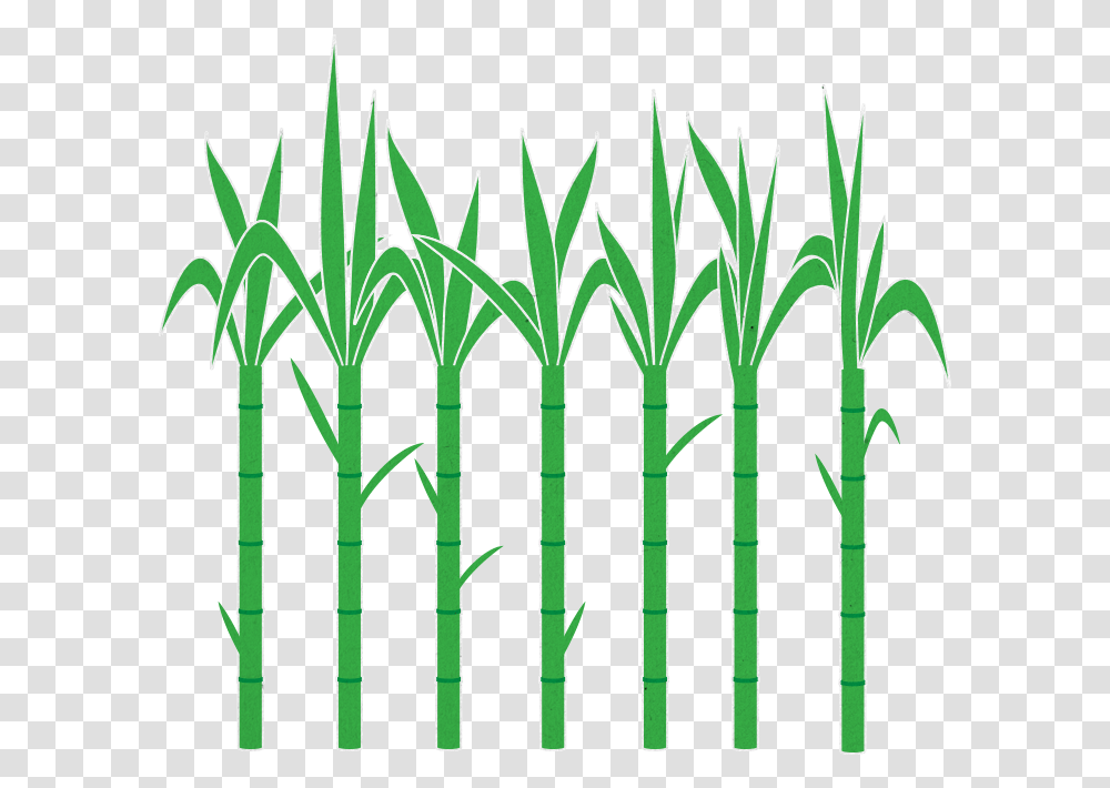 Clipart Trees Sugarcane Sugar Cane Picture, Plant, Bamboo, Gate, Fence Transparent Png