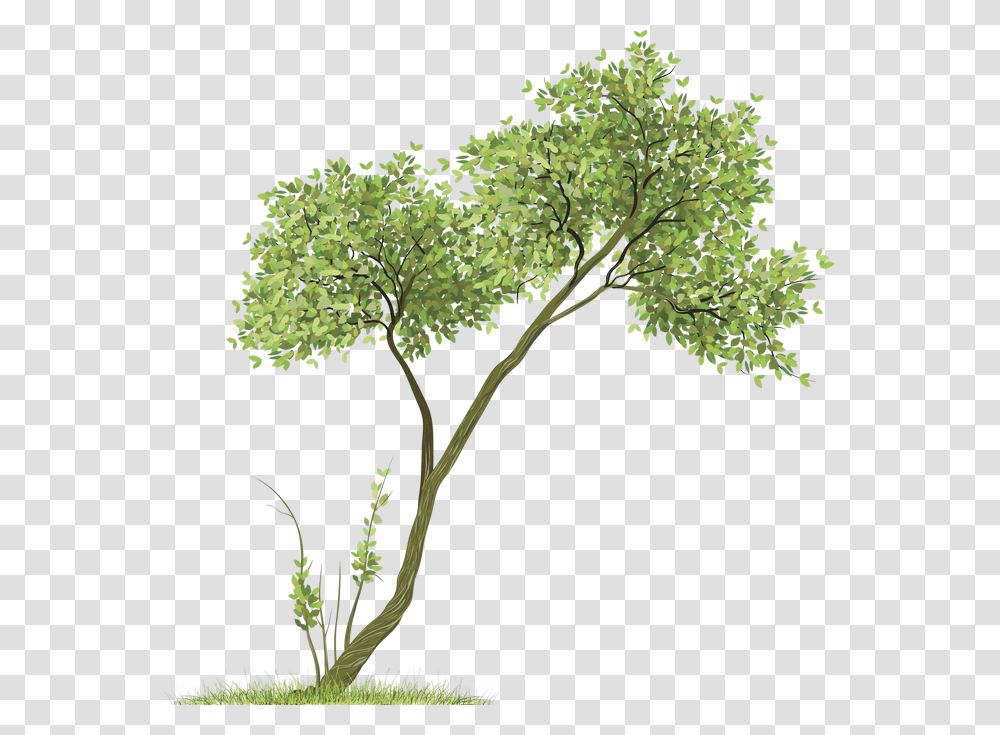 Clipart Trees Watercolor Tree For Picsart, Plant, Tree Trunk, Conifer, Oak Transparent Png