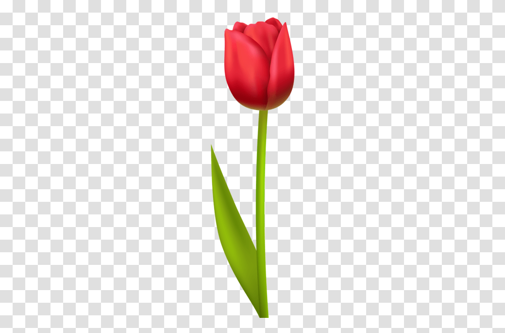 Clipart Tulips Red Tulips, Plant, Flower, Blossom Transparent Png