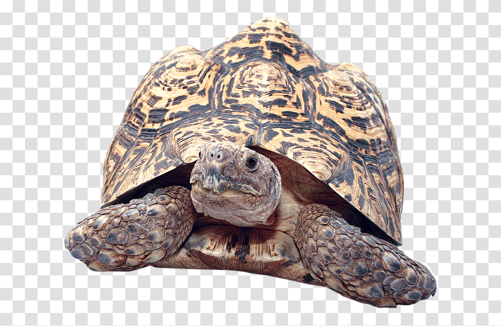 Clipart Turtle Gopher Tortoise Leopard Tortoise, Reptile, Sea Life, Animal, Box Turtle Transparent Png