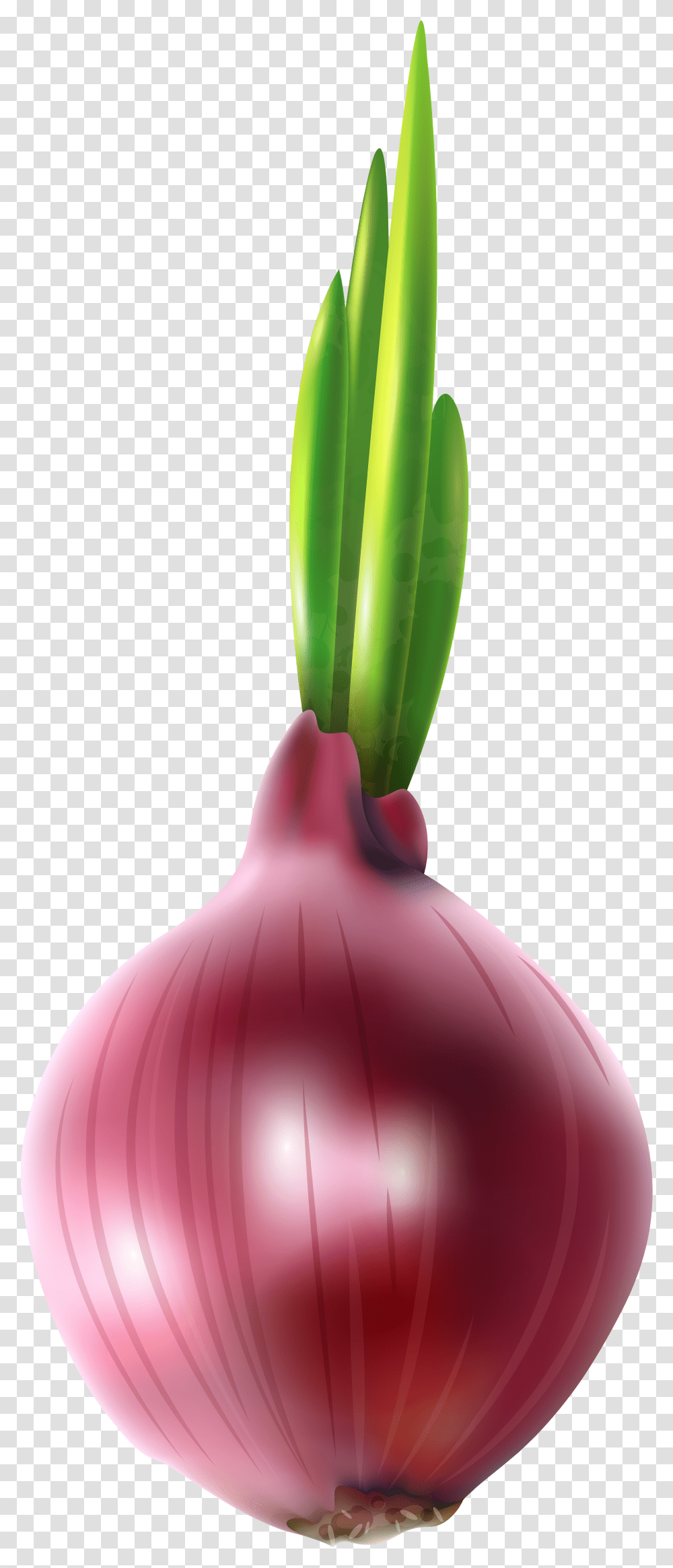 Clipart Vegetables Onion Red Onion Clipart Transparent Png