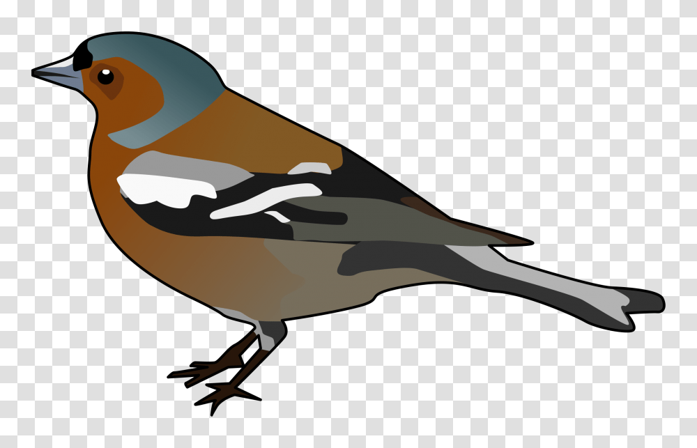 Clipart, Waterfowl, Bird, Animal, Duck Transparent Png