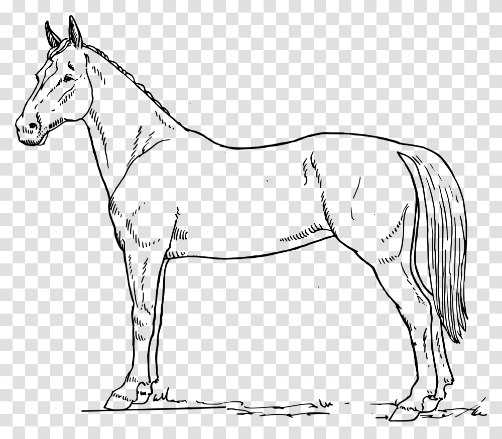 Clipart White Horse Hind Legs Horse Images Black And White, Gray, World Of Warcraft Transparent Png