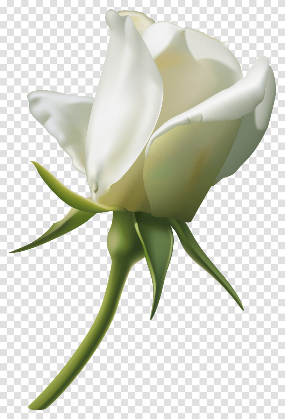 Clipart White Rose Flowers, Plant, Blossom, Sprout, Bird Transparent Png