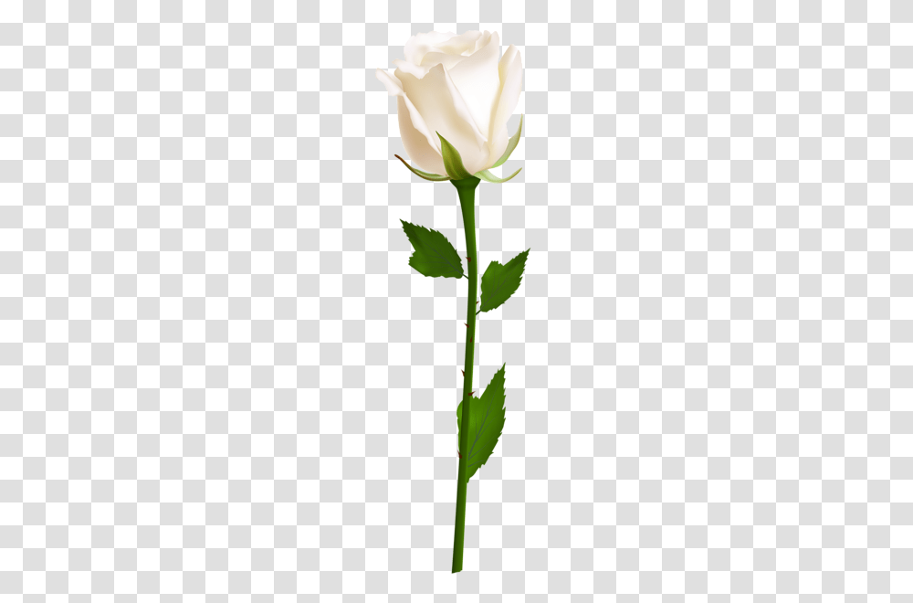 Clipart White Roses Flowers, Leaf, Plant, Acanthaceae, Tree Transparent Png