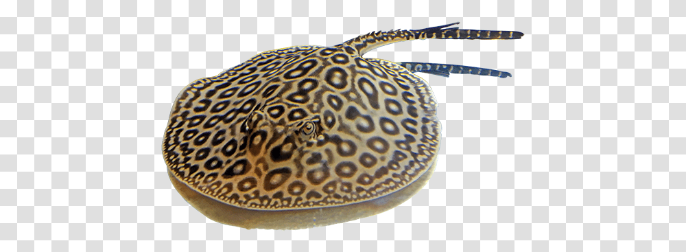 Clipart With A Background Freshwater Rays, Stingray, Car, Vehicle, Transportation Transparent Png