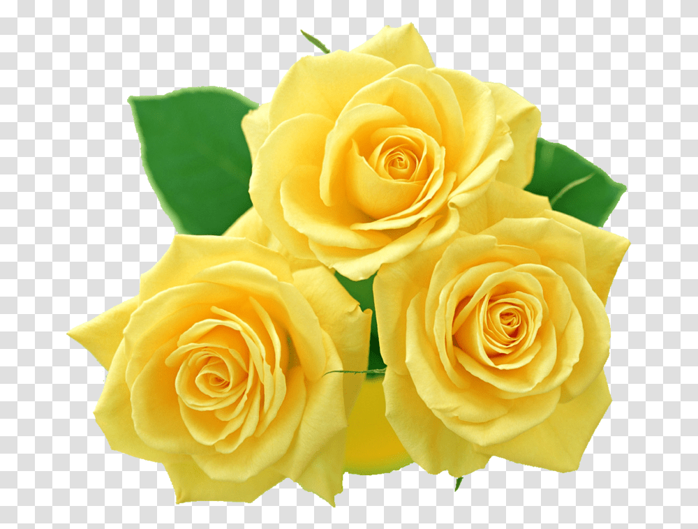 Clipart Yellow Collection Roses Yellow Roses No Background, Flower, Plant, Blossom, Petal Transparent Png