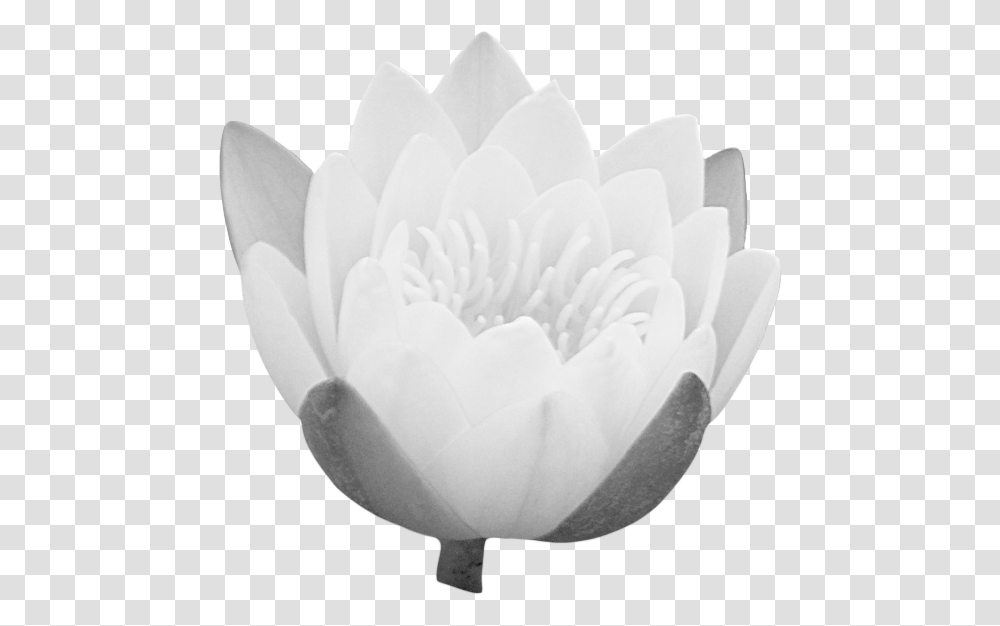 Clipartimagelotusbudpng Free Sacred Lotus, Rose, Flower, Plant, Blossom Transparent Png