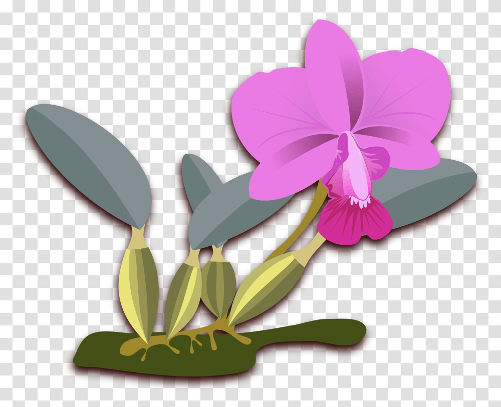Cliparts For Free Download Orchid Clipart Cattleya Orquideas Cattleya, Plant, Flower, Blossom, Geranium Transparent Png