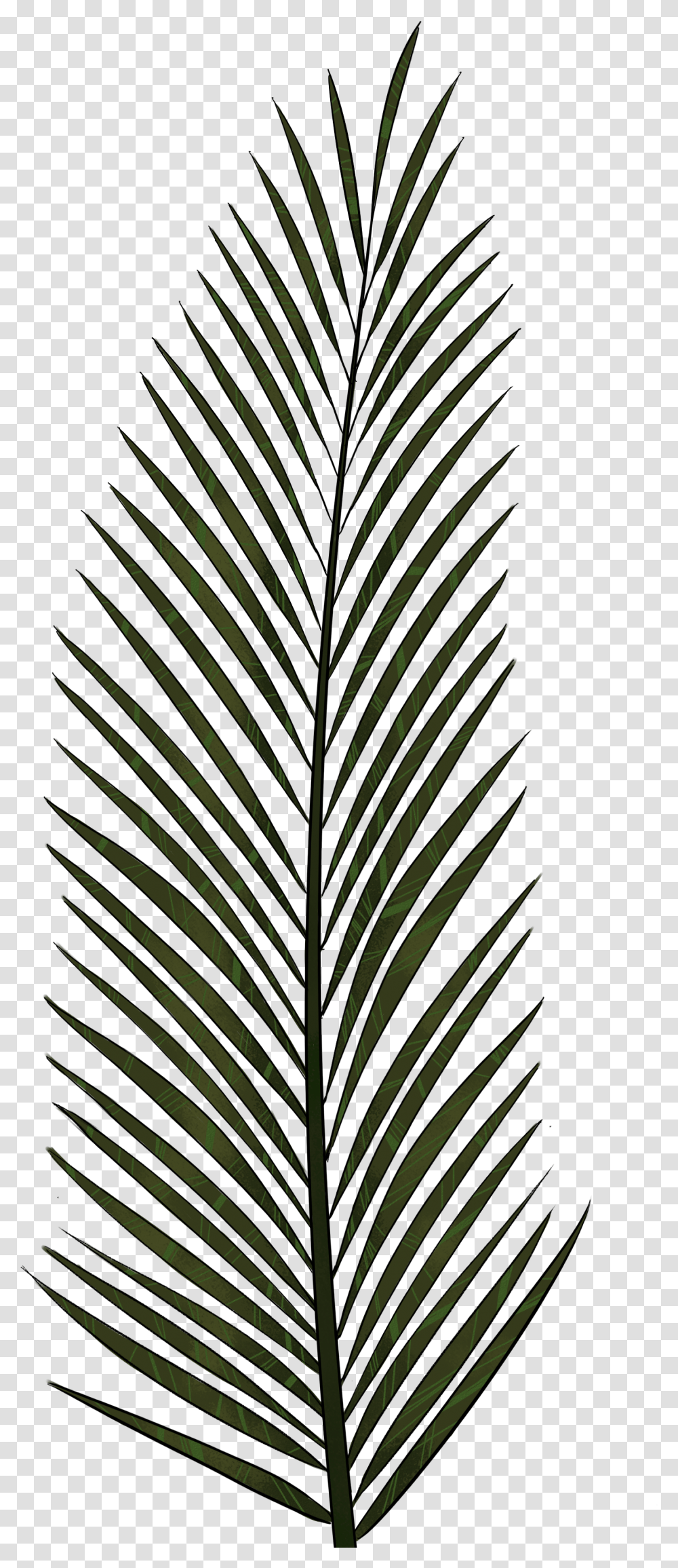 Cliparts For Free Download Palm Clipart Fern And Use Palm Tree Leaves Icon, Leaf, Plant, Pineapple, Fruit Transparent Png