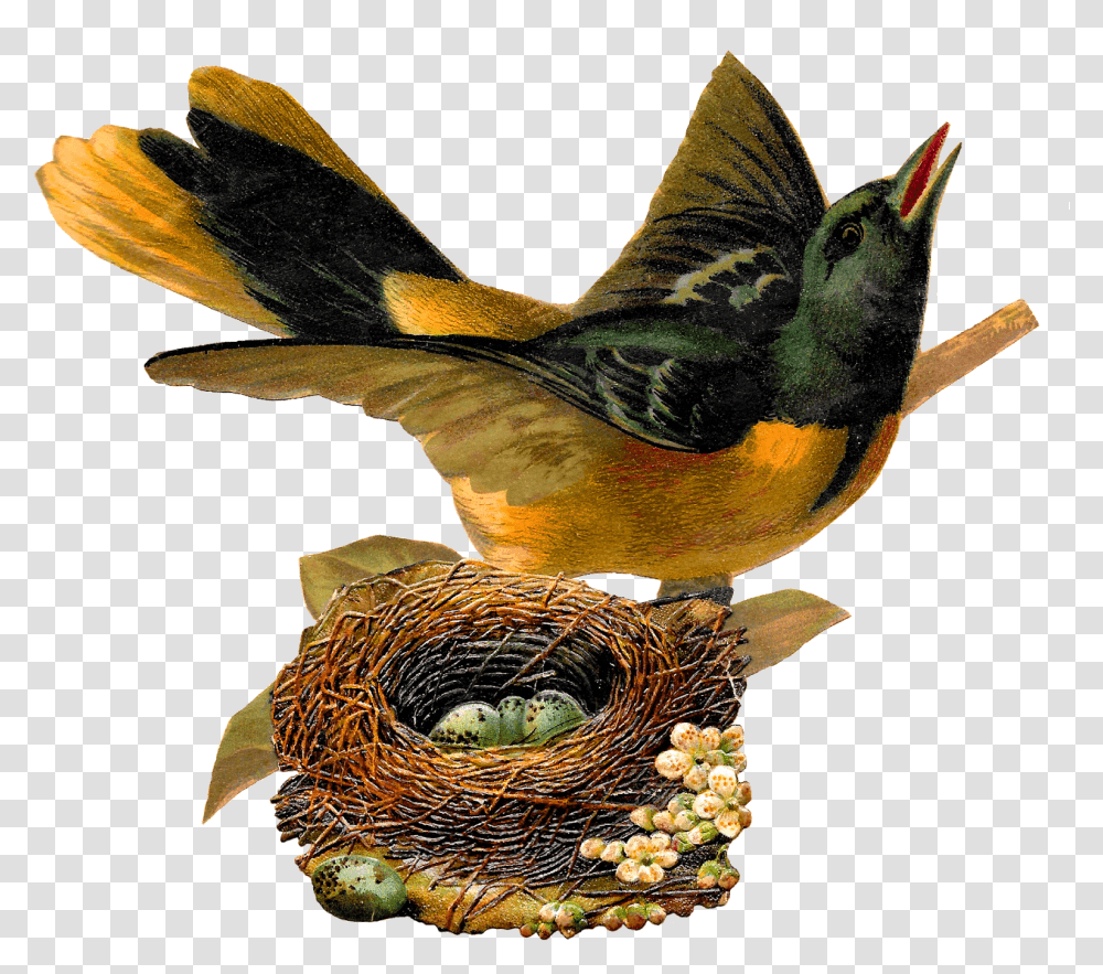 Cliparts Nest Clipart People Yespressinfo Bird S Nest Klipart, Animal, Jay, Bee Eater, Bird Nest Transparent Png