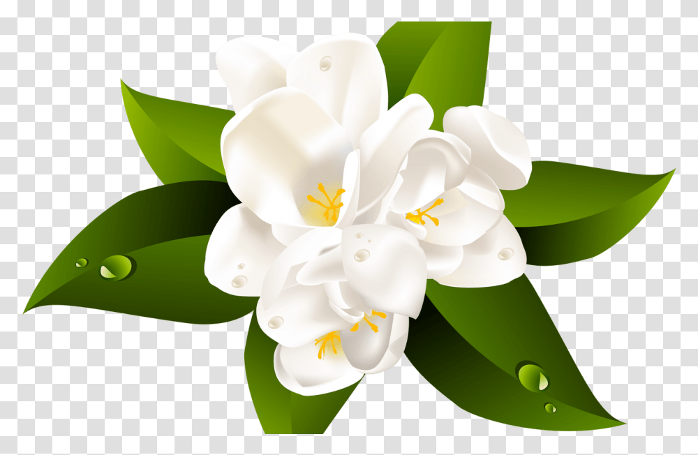 Clipartxtras Background Hawaiian Flower Jasmine Flower Clipart, Plant, Blossom, Lily, Anther Transparent Png