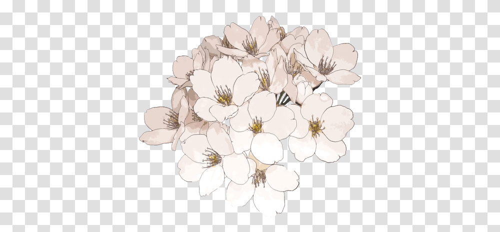 Clipcookdiarynet Cherry Blossom Clipart Anime Flower, Plant, Geranium, Petal Transparent Png