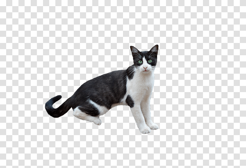 Clipcookdiarynet Drawn Cat Background 26, Manx, Pet, Mammal, Animal Transparent Png