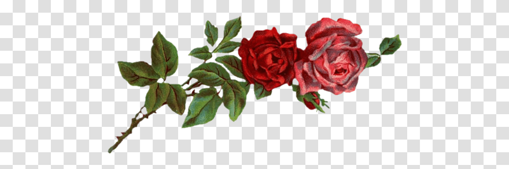 Clipcookdiarynet Drawn Red Rose Tumblr Banner 27 629 X Red Flowers Tumblr, Plant, Blossom, Petal, Leaf Transparent Png