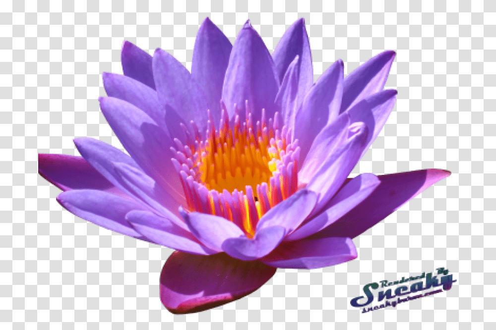 Clipcookdiarynet Water Lily Clipart Water Lily Flower, Plant, Blossom, Pond Lily, Petal Transparent Png