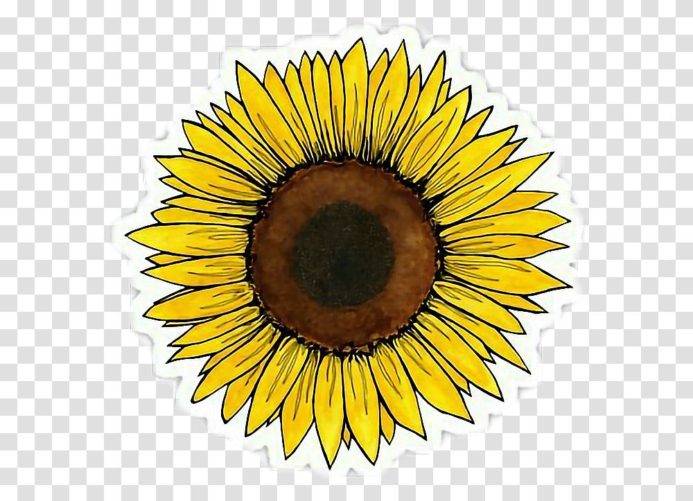 Clipcookdiarynet Yellow Flower Clipart Tumblr, Plant, Blossom, Sunflower, Asteraceae Transparent Png