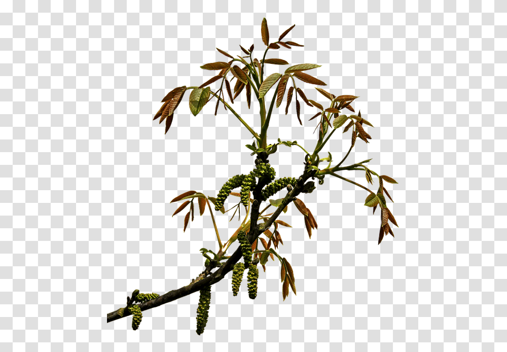 Clipping Branch Graphics Branch Transparency, Tree, Plant, Acanthaceae, Flower Transparent Png