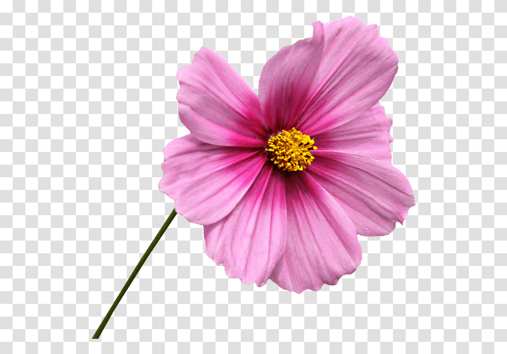 Clipping Flower Graphics Cosmos Rose Petals Pink Flower With Stem, Plant, Pollen, Blossom, Dahlia Transparent Png