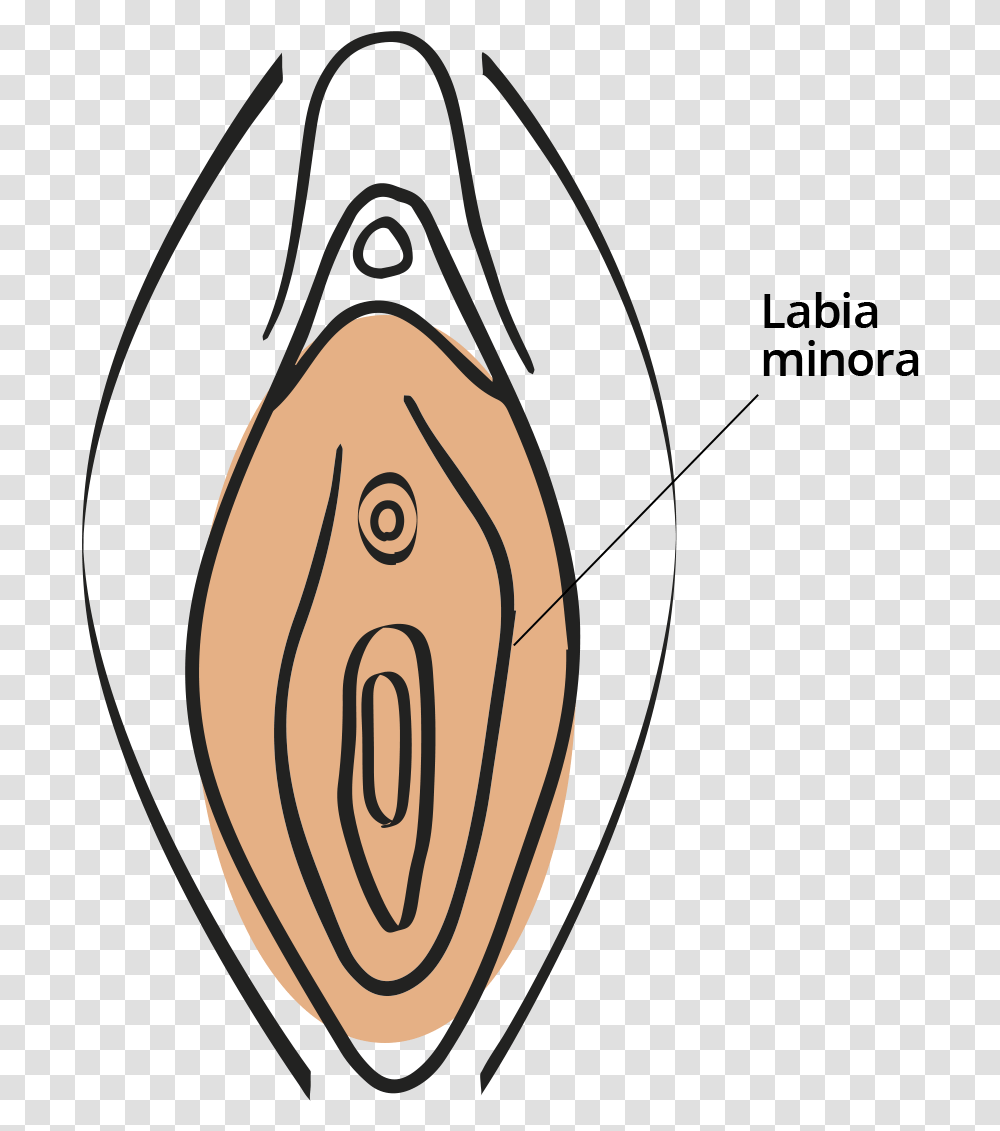 Clitoris, Plant, Grain, Food Transparent Png