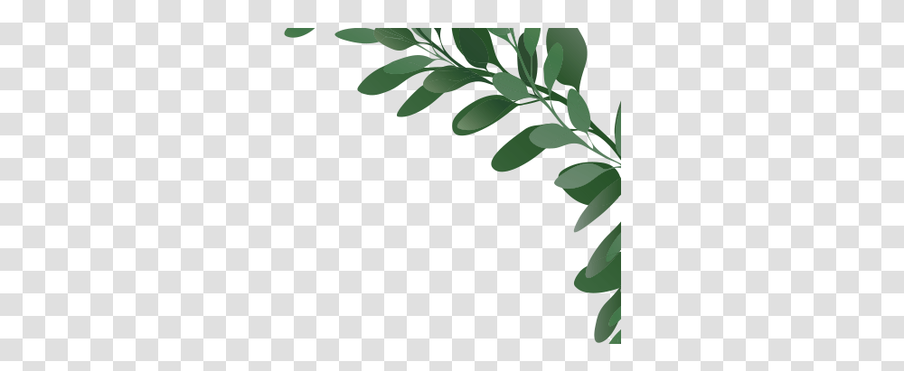 Clock, Leaf, Plant, Animal, Flower Transparent Png