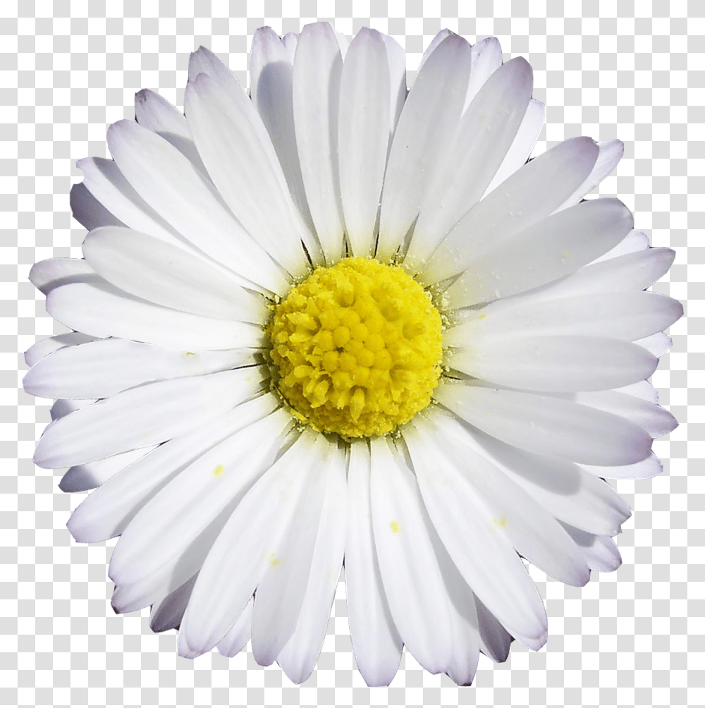 Clocks Round Face Clock, Plant, Daisy, Flower, Daisies Transparent Png