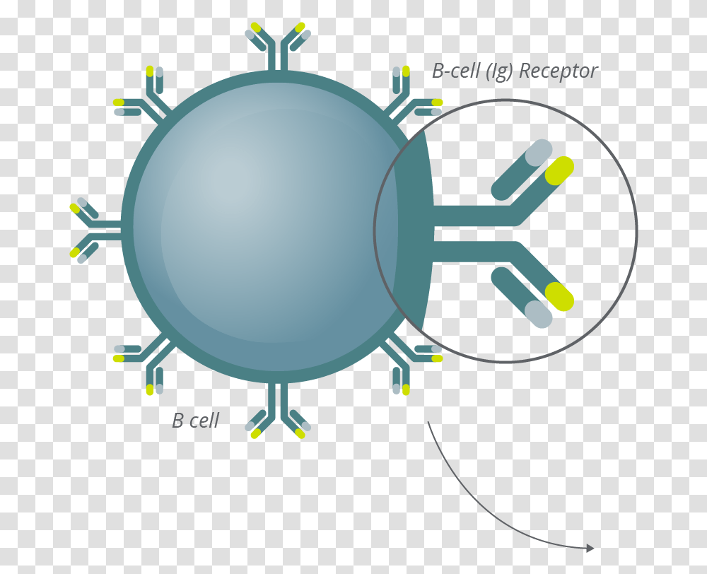 Clonoseq Technology Bcell Antibody Circle, Lighting, Lamp Transparent Png
