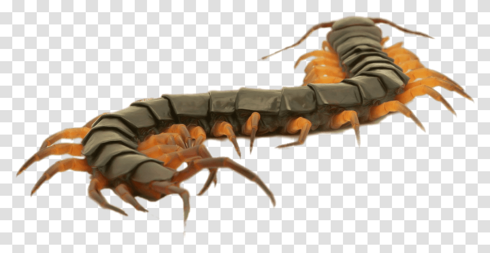 Close Up Of A Brown Centipede Centipede Clipart, Animal, Lobster, Seafood, Sea Life Transparent Png
