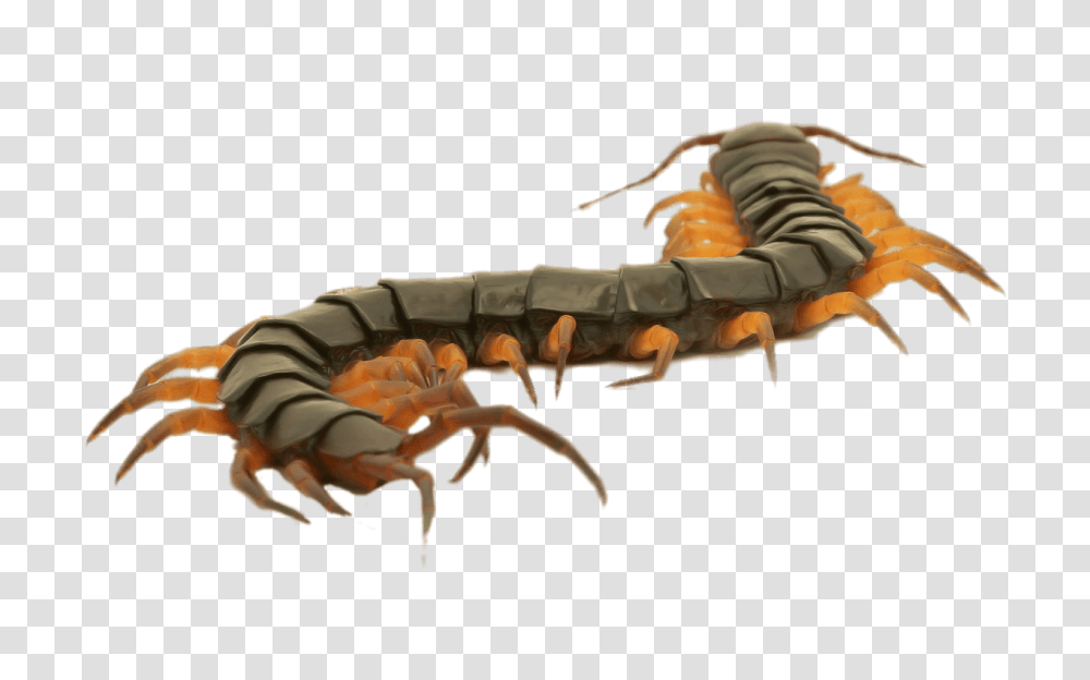 Close Up Of A Brown Centipede, Lobster, Seafood, Sea Life, Animal Transparent Png