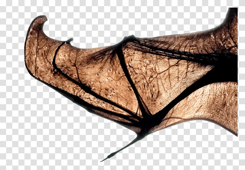 Close Up Of Bat Wing, Wildlife, Animal, Mammal, Axe Transparent Png