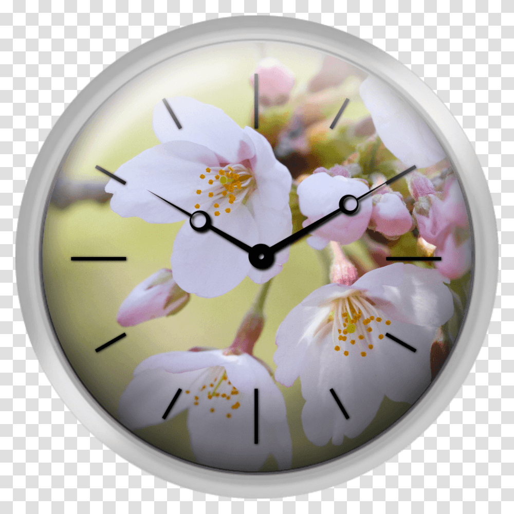 Close Up Of Cherry Blossoms Spring In Japan Cherry Blossom, Clock, Wall Clock, Analog Clock, Plant Transparent Png