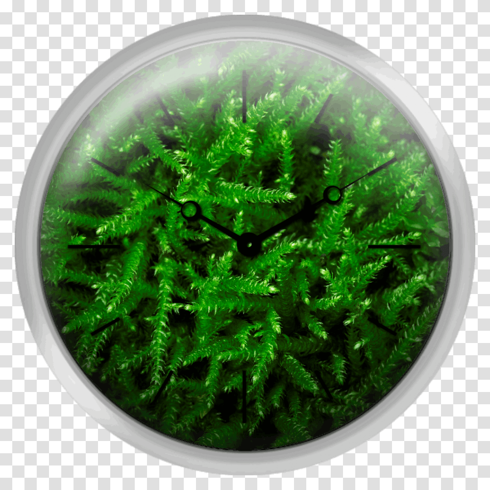 Close Up Of Green Moss Canadian Fir, Plant, Ornament, Sphere, Gemstone Transparent Png