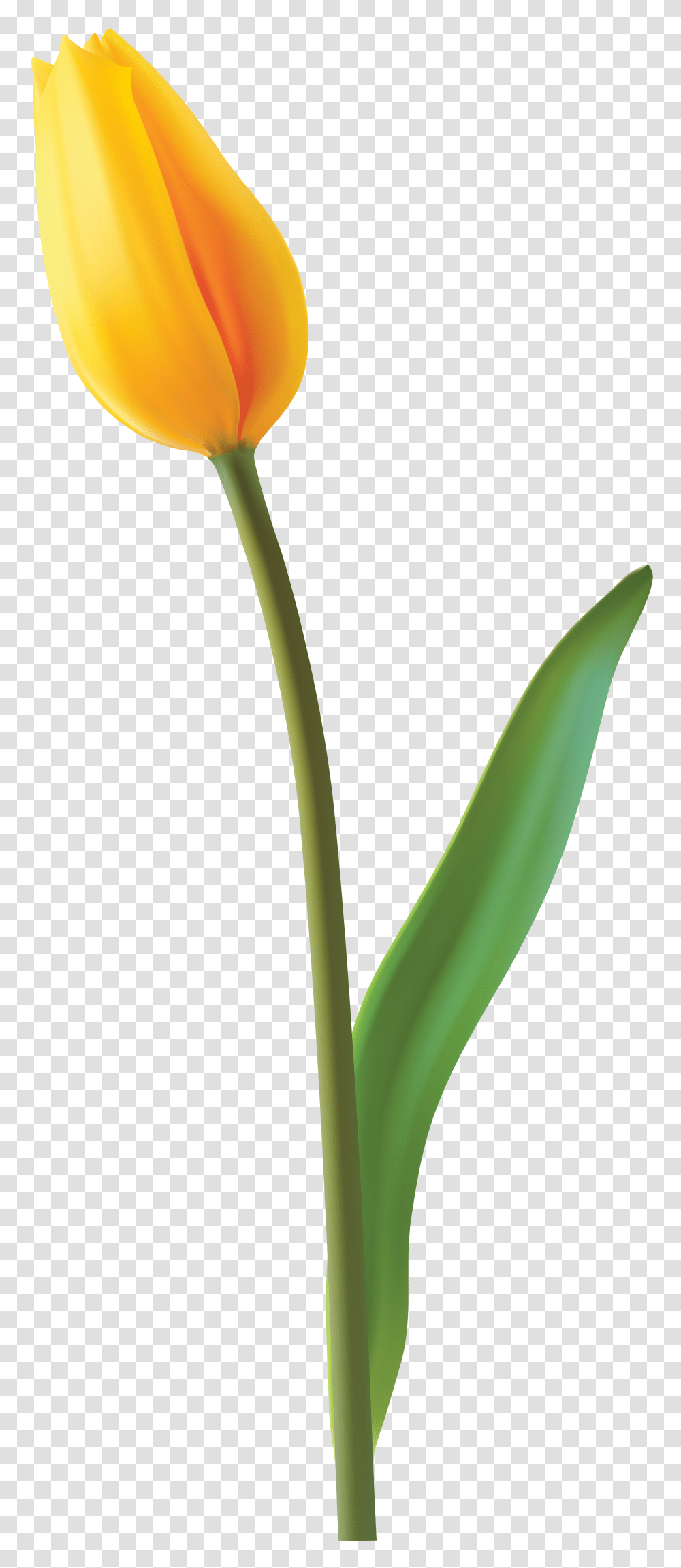 Closed Yellow Tulip Clip Art, Plant, Beverage Transparent Png