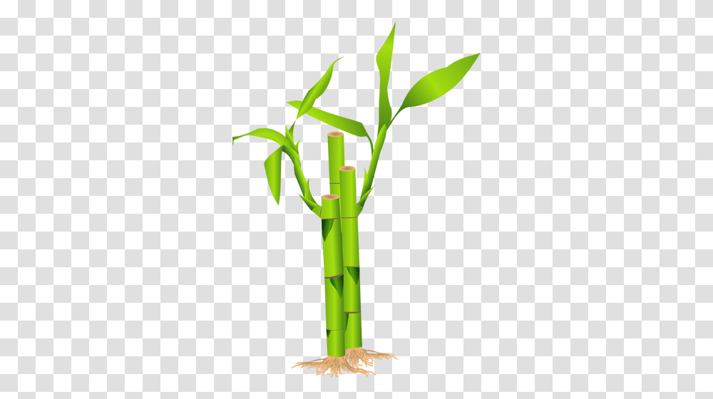 Closeup Of Bamboo Stalk Vector Illustration, Plant Transparent Png