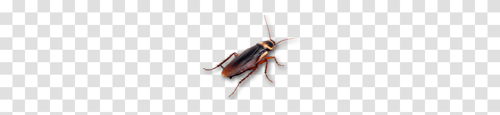 Closeup Roach, Insect, Invertebrate, Animal, Cockroach Transparent Png