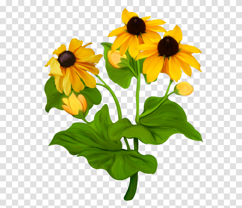 Clothing Flower Clip Art, Plant, Blossom, Daisy, Daisies Transparent Png