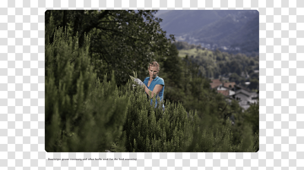 Clothing, Person, Tree, Plant Transparent Png