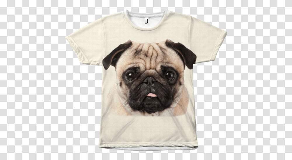 Clothing, Pug, Dog, Pet, Canine Transparent Png