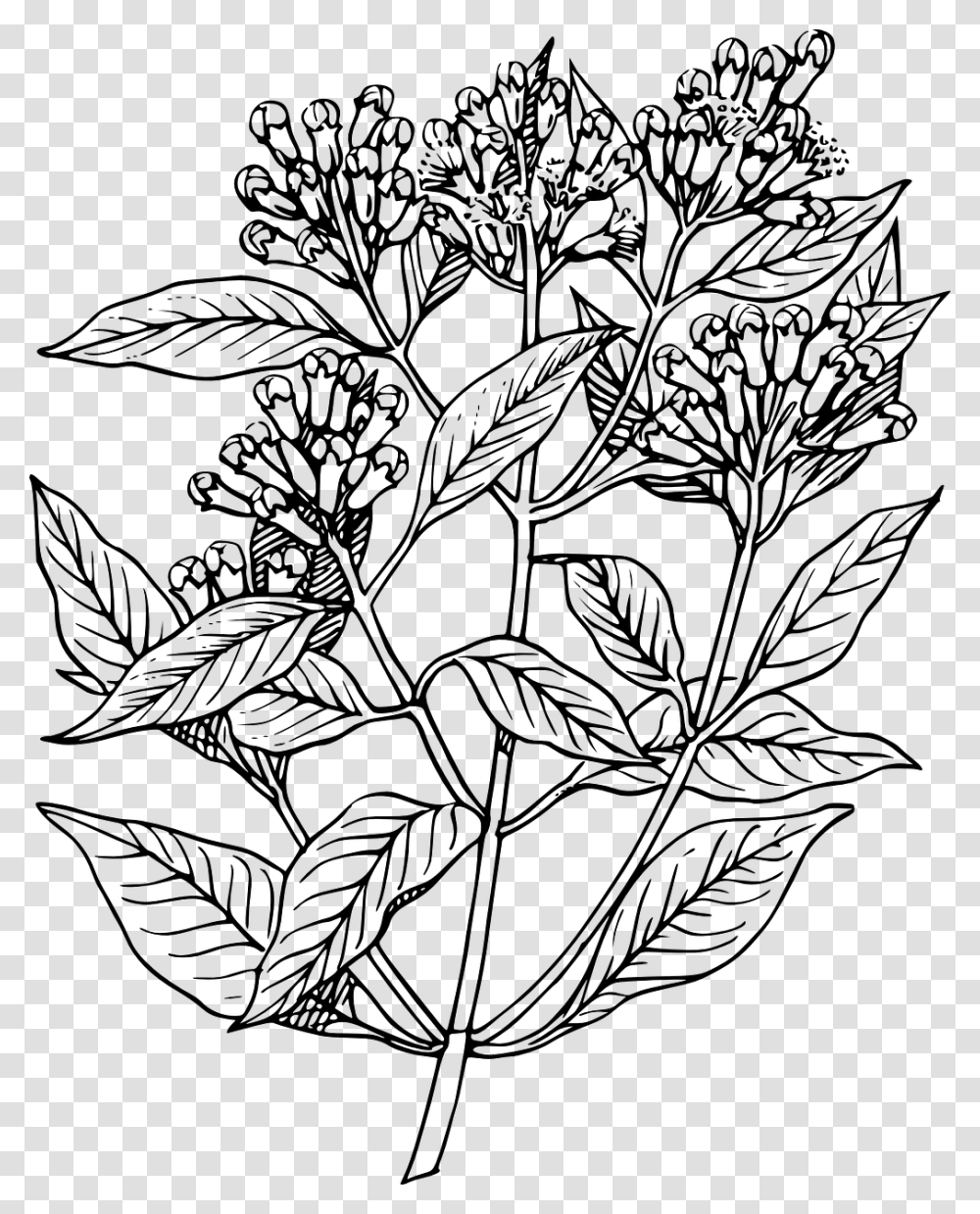 Clove Plant Drawing, Gray, World Of Warcraft Transparent Png